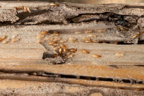 Best Flea Control Services  in Brown Deer, WI